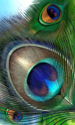 Pluma de Pavo Real Vibrante