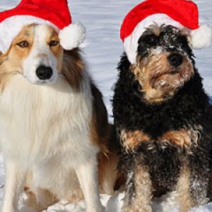 Perros con Sombreros de Navidad