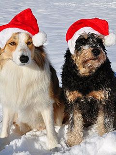 Perros con Sombreros de Navidad