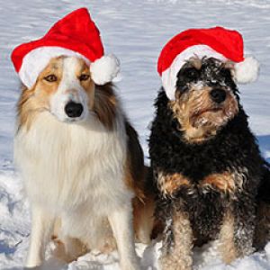 Perros con gorros de Santa