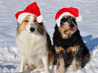 Perros con gorros de Santa