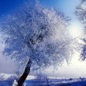 Árbol Invernal Helado