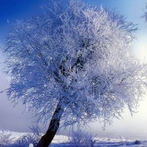 Árbol Invernal Helado