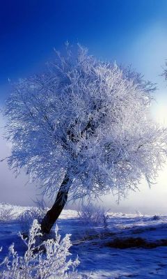 Árbol Invernal Helado