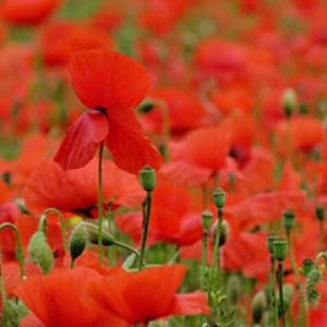 Campo de Amapolas Rojas Vibrantes