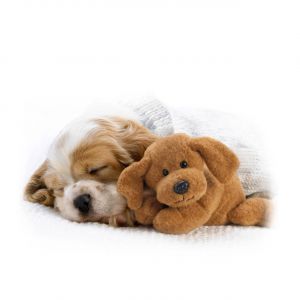 Cachorro y Juguete
