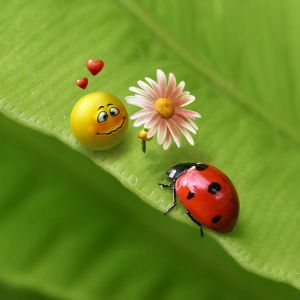 Mariquita y Cara Sonriente