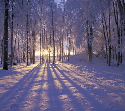 Atardecer en el Bosque Invernal