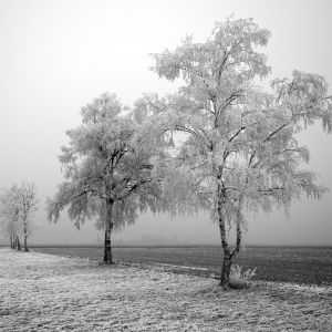 Paisaje Invernal Helado