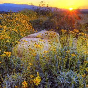 Atardecer sobre Flores Silvestres