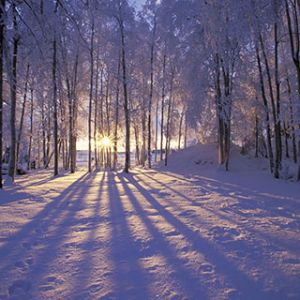 Atardecer en el Bosque Invernal