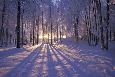 Atardecer en el Bosque Invernal
