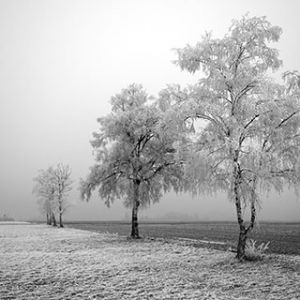 Paisaje Invernal Helado