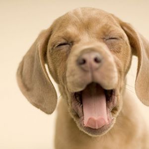 Cachorro Adorable Bostezando