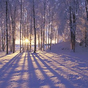Amanecer Invernal en el Bosque Nevado