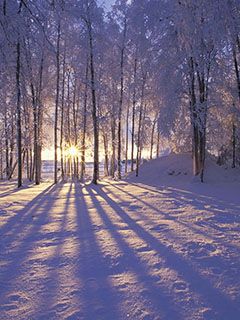 Amanecer Invernal en el Bosque Nevado