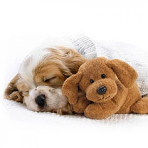 Cachorro Adorable con Juguete