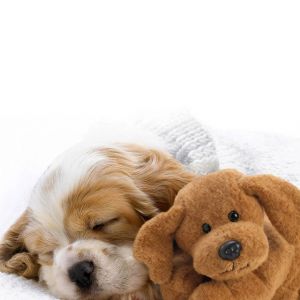 Cachorro Adorable Durmiendo con Juguete