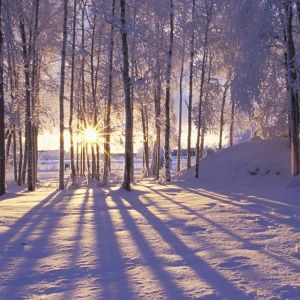 Amanecer Invernal en el Bosque Nevado