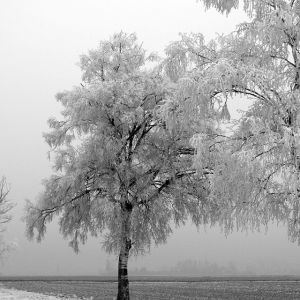 Árbol Invernal Helado