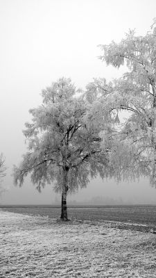 Árbol Invernal Helado