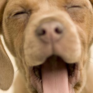 Cachorro Adorable Bostezando