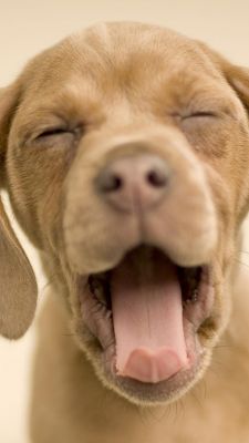 Cachorro Adorable Bostezando