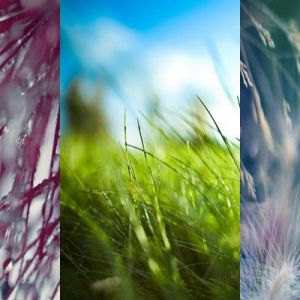 Fotografía de Naturaleza en Primer Plano