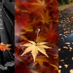 Hojas de Otoño y Paraguas