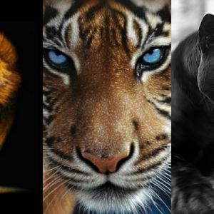 Majestuosos Grandes Felinos