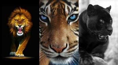 Majestuosos Grandes Felinos