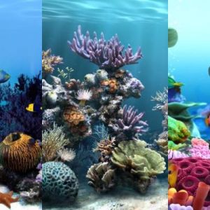 Vibrante arrecife de coral bajo el agua