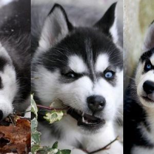 Cachorros de Husky Siberiano