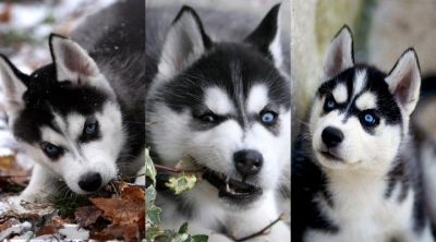 Cachorros de Husky Siberiano