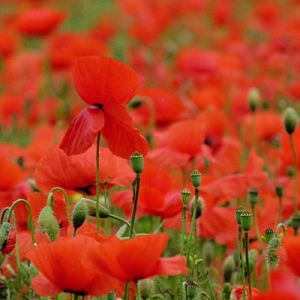 Campo de Amapolas Rojas