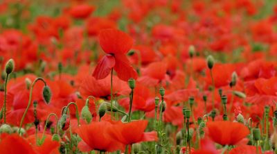 Campo de Amapolas Rojas