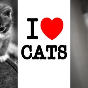 Amo a los gatos