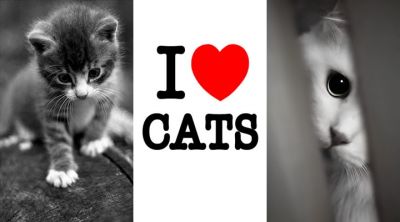 Amo a los gatos