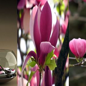 Hermosas magnolias rosas