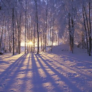 Atardecer en el Bosque Invernal