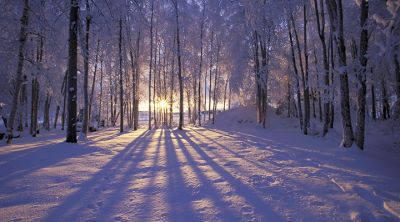 Atardecer en el Bosque Invernal