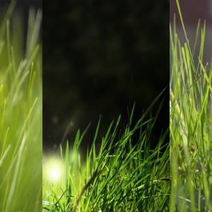 Hierba Verde Exuberante