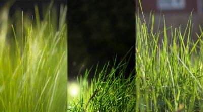 Hierba Verde Exuberante