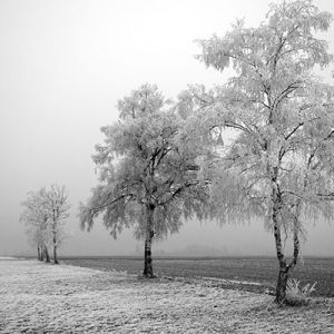 Paisaje Invernal con Árboles Helados