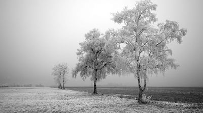 Paisaje Invernal con Árboles Helados