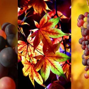 Uvas y Hojas Otoñales Vibrantes