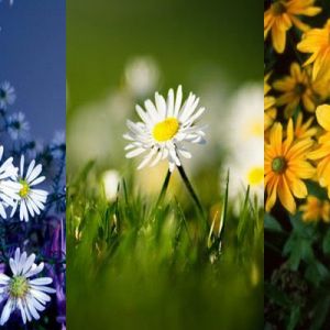 Colección de Flores Hermosas