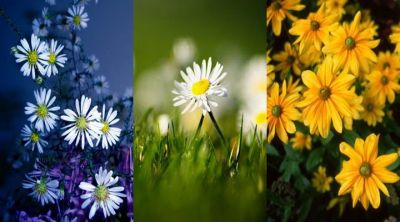 Colección de Flores Hermosas