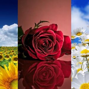Hermosos Paisajes de Flores
