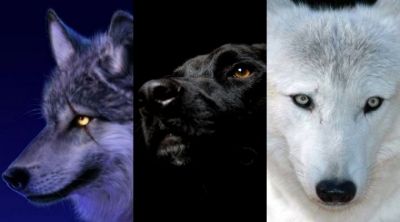 Lobos y Perros Majestuosos
